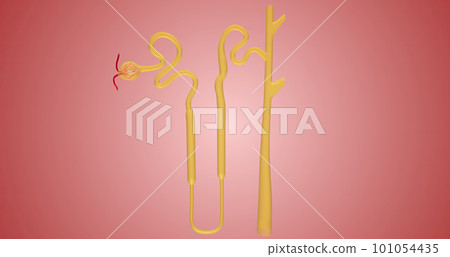 The Overview of Nephron Function 101054435