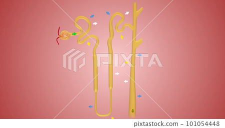 The Overview of Nephron Function 101054448