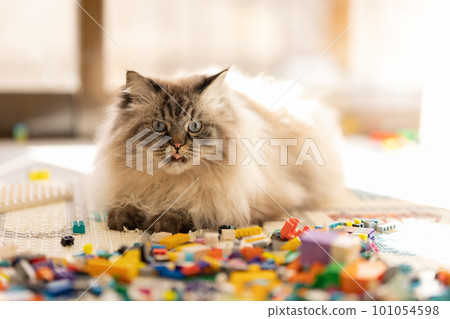 A fluffy cat with a funny dissatisfied face sits in the middle of the construction set A fluffy cat with a funny dissatisfied face sits in the middle of the construction set 101054598