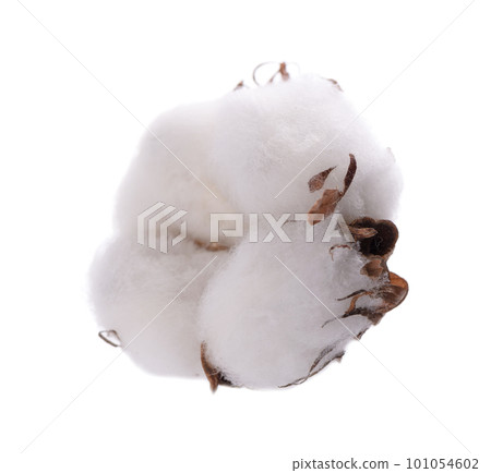 Cotton plant flower isolated on white background. Ripe cotton ball. 101054602