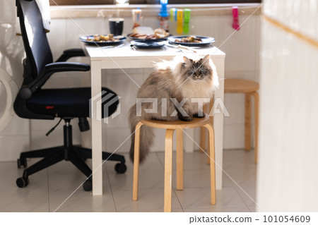 Fluffy cat with blue eyes sitting on a stool in the kitchen Fluffy cat with blue eyes sitting on a stool in the kitchen 101054609