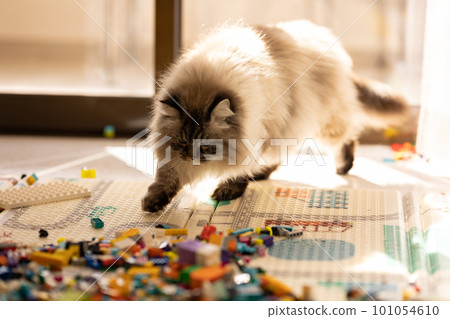 Playful cat playing with a construction set Playful cat playing with a construction set 101054610