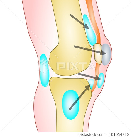 Anatomy of the knee vector illustration on white background Anatomy of the knee vector illustration on white background 101054710