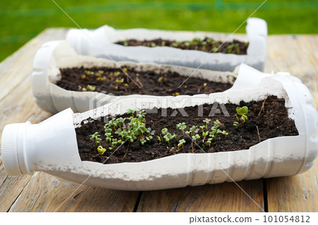 Growing young, green seedlings in DIY plastic pots made from cut plastic bottles. Recycle and reusable green garden concept. Growing young, green seedlings in DIY plastic pots made from cut plastic bottles. Recycle and reusable green garden concept. 101054812