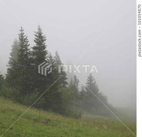 Scene in the Saanenland Valley, Switzerland. Mountain forest on a fogy summer day. Scene in the Saanenland Valley, Switzerland. Mountain forest on a fogy summer day. 101054870