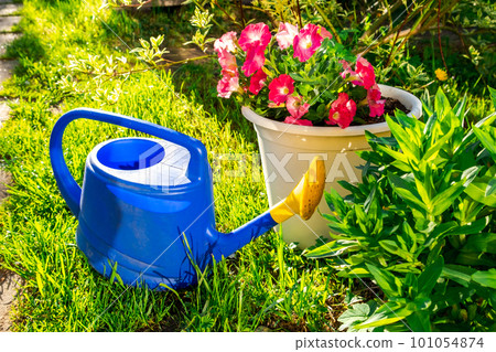 Gardening tools. Blue plastic watering can for irrigation plants placed in garden with flower on flowerbed and flowerpot. Gardening hobby concept 101054874