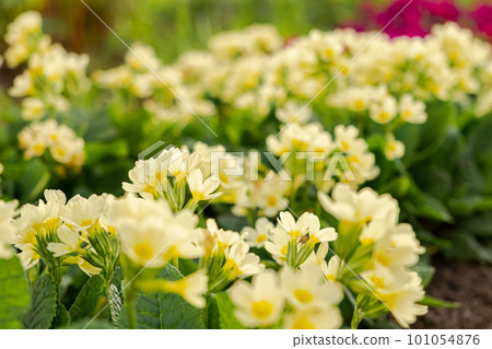 Easter concept. Primrose Primula with yellow flowers in flowerbed in spring time. Inspirational natural floral spring or summer blooming garden or park. Hello spring Easter concept. Primrose Primula with yellow flowers in flowerbed in spring time. Inspirational natural floral spring or summer blooming garden or park. Hello spring 101054876