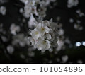 夜裡櫻花花瓣飄落 101054896
