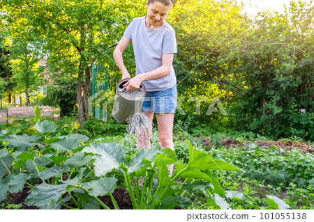 Gardening agriculture concept. Woman gardener farm worker holding watering can and watering irrigating plant. Girl gardening in garden. Home grown organic food. Local garden produce clean vegetables Gardening agriculture concept. Woman gardener farm worker holding watering can and watering irrigating plant. Girl gardening in garden. Home grown organic food. Local garden produce clean vegetables 101055138