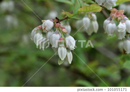 藍莓花 藍莓花 101055171