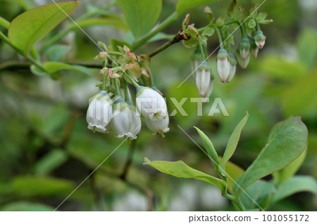 藍莓花 101055172
