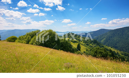 grassy meadow landscape of ukrainian mountains. summer scenery of carpathian countryside on a warm sunny day 101055230