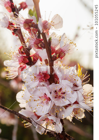 closeup of apple blossom in the garden. floral background on a warm april day 101055245