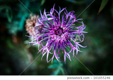 Mountain knapweed Centaurea montana open flower also called cornflower on dark green background 101055246
