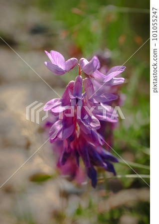 Bunch of purple blooming alpine Hedysarum alpinum flowers on blurry sand road background on sunny day 101055247