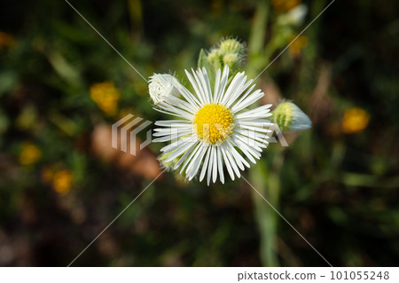 Erigiron annuus flower resembling camomile flower only with narrow petals in the herb garden on dark blurred background Erigiron annuus flower resembling camomile flower only with narrow petals in the herb garden on dark blurred background 101055248