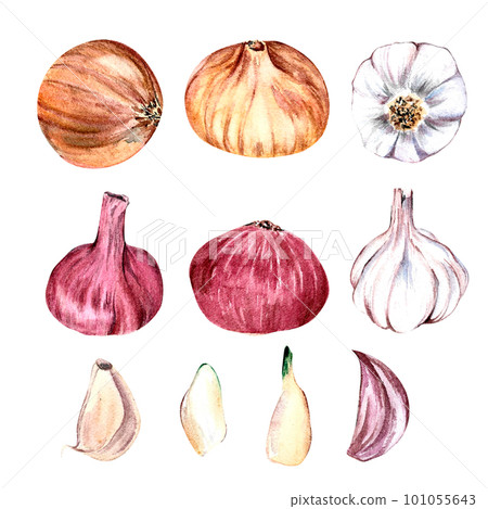 set garlic and onion painted in watercolor set garlic and onion painted in watercolor 101055643