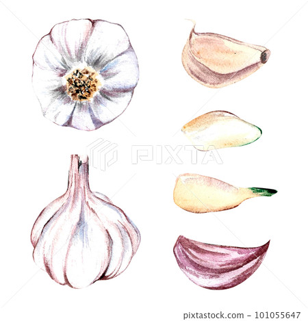 set garlic painted in watercolor isolated white background hand drawn set garlic painted in watercolor isolated white background hand drawn 101055647