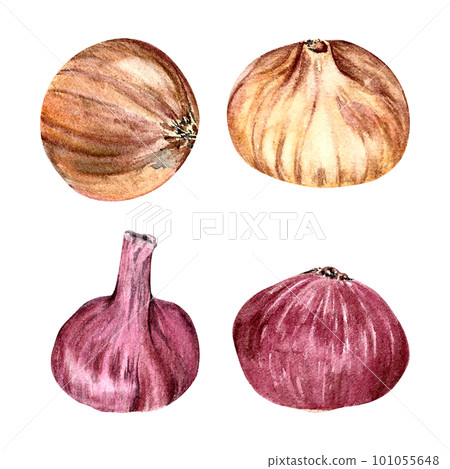 onion red and yellow painted in watercolor isolated white background hand drawn onion red and yellow painted in watercolor isolated white background hand drawn 101055648