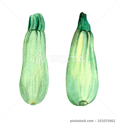 Zucchini painted in watercolor isolated white background hand drawn Zucchini painted in watercolor isolated white background hand drawn 101055662