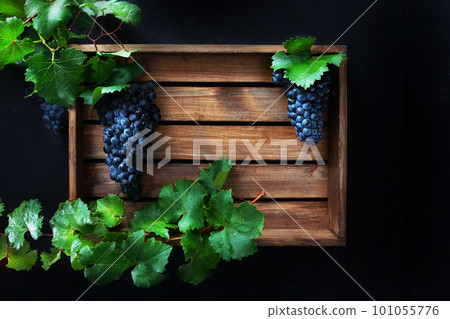 Fresh black grapes with leaves in a wooden box. Wooden box with grapes. Large bunches of ripe blue grapes in a wooden box. Flat lay. Top view. Copy space. Fresh black grapes with leaves in a wooden box. Wooden box with grapes. Large bunches of ripe blue grapes in a wooden box. Flat lay. Top view. Copy space. 101055776