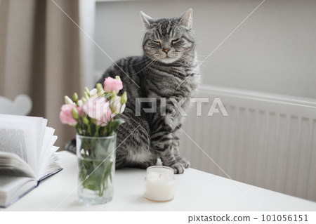 Gray cat looking at roses in glass vase at home. Tabby Cat Portrait. Home pet cute kitten cat and flowers at home. Cute Scottish straight cat indoors 101056151