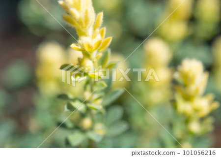 Lotus Brimstone (Lotus Hirsutus) 101056216