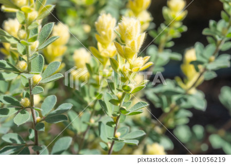 Lotus Brimstone (Lotus Hirsutus) 101056219