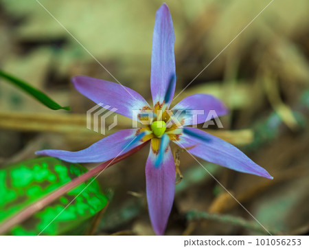 Spring forest flower European kandyk or fang blooms beautifully in the shade of forest trees. 101056253