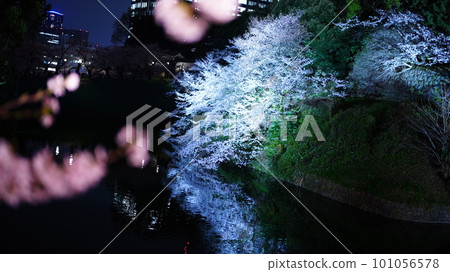 Night cherry blossoms reflected on the water / Chidorigafuchi Night cherry blossoms reflected on the water / Chidorigafuchi 101056578