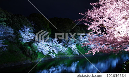 Illuminated cherry blossoms at night / Chidorigafuchi Illuminated cherry blossoms at night / Chidorigafuchi 101056884