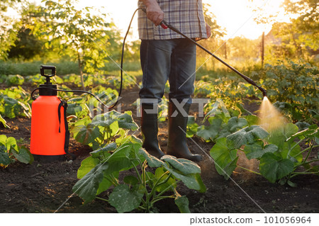 Farmer spraying pesticide sprayer garden farm vegetable garden spraying crop protection plant field rows. Agriculture fertilizer spraying insecticide. Fungicide. Herbicide. Backpack sprayer knapsack Farmer spraying pesticide sprayer garden farm vegetable garden spraying crop protection plant field rows. Agriculture fertilizer spraying insecticide. Fungicide. Herbicide. Backpack sprayer knapsack 101056964