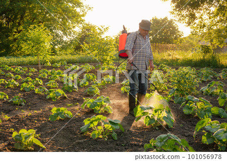 Farmer spraying pesticide sprayer garden farm vegetable garden spraying crop protection plant field rows. Agriculture fertilizer spraying insecticide. Herbicide. Fungicide. Backpack sprayer knapsack Farmer spraying pesticide sprayer garden farm vegetable garden spraying crop protection plant field rows. Agriculture fertilizer spraying insecticide. Herbicide. Fungicide. Backpack sprayer knapsack 101056978