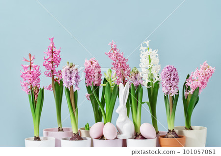 Easter eggs with white bunny between many potted tender pink spring blooming garden hyacinth flowers on blue background. Side view. Happy Easter with Copy space 101057061