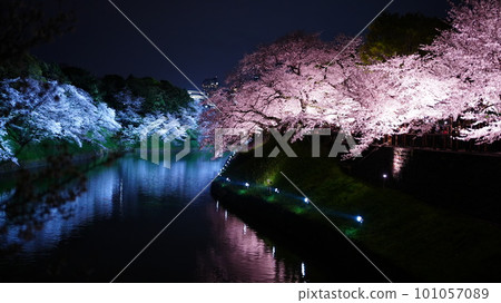 Night cherry blossoms reflected on the water / Chidorigafuchi Night cherry blossoms reflected on the water / Chidorigafuchi 101057089