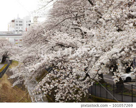 Famous cherry blossoms in Tama City Famous cherry blossoms in Tama City 101057269
