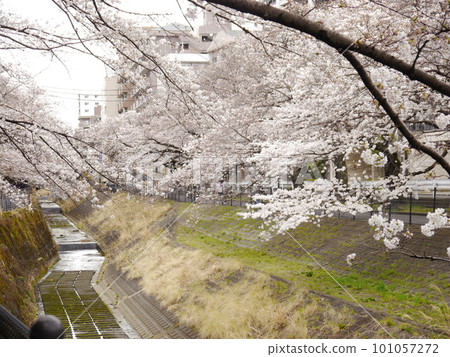 Cherry blossoms along the river (around Tama Center Station) 101057272