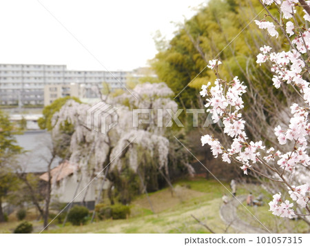 Weeping cherry blossoms and cherry blossoms (Tsurumaki Nishi Park) Weeping cherry blossoms and cherry blossoms (Tsurumaki Nishi Park) 101057315