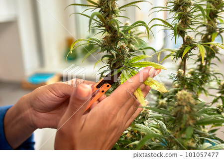Growing a cannabis bush at home, for medicinal purposes, stretching the leaves on the bush. close-up 101057477