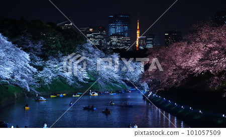 Illuminated cherry blossoms/Chidorigafuchi 101057509