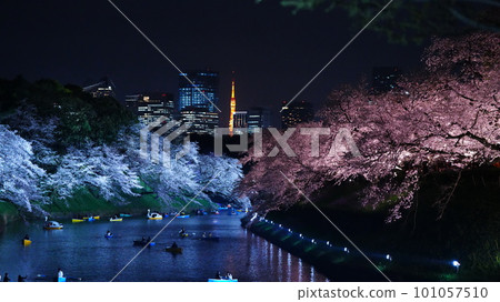 Illuminated cherry blossoms at night / Chidorigafuchi 101057510