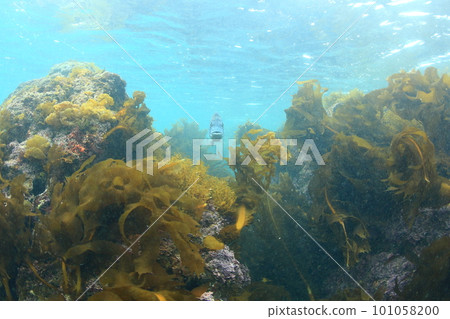 海藻和黑鯛(正面) 海藻和黑鯛(正面) 101058200