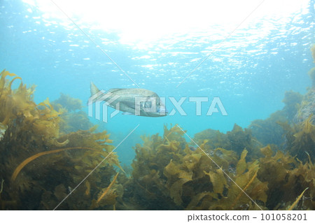 Seaweed and black porgy Seaweed and black porgy 101058201