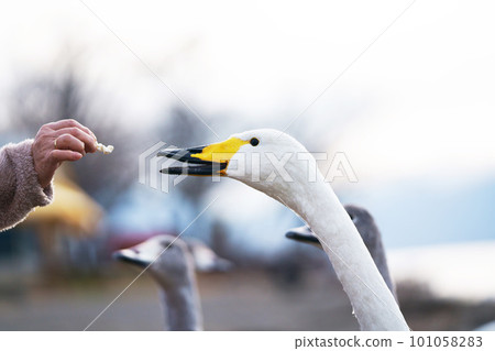 Woman's hand feeding a swan 101058283