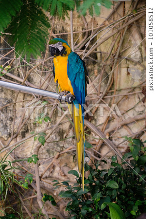 Blue and gold macaw - Valletta 101058512