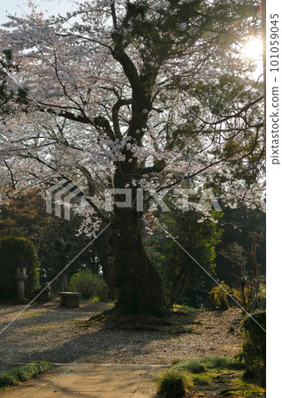 在早晨太陽的老櫻桃樹 在早晨太陽的老櫻桃樹 101059045