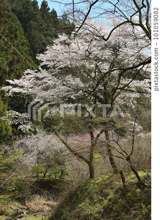 Cherry blossoms shining on the slopes of Satoyama 101059082