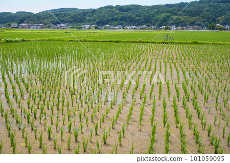 初夏路邊站西方附近的鄉村風光 初夏路邊站西方附近的鄉村風光 101059095
