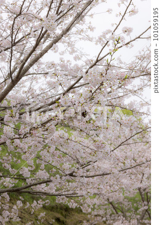 Sakura 0345 101059195