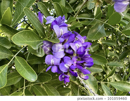 Flowering Sophora (lat.- Sophora) tree or bush subtropical plant 101059460